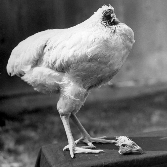Mike, the headless chicken